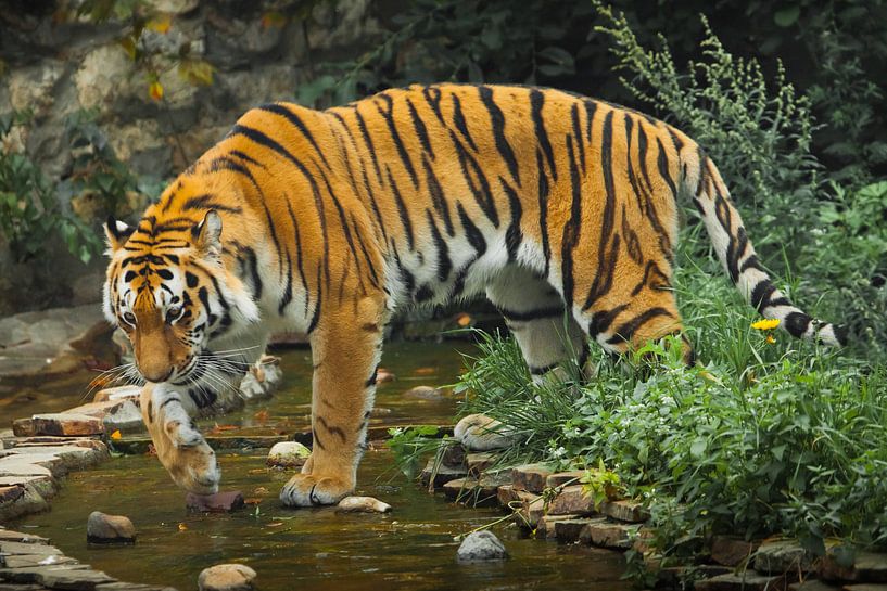 Ein schöner Tiger, eine große Raubkatze auf dem Hintergrund eines Baches und eines satten smaragdgrü von Michael Semenov
