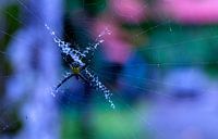 Spin in het nationaal park Cahuita van Maarten Verhees thumbnail