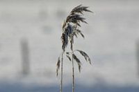 Eenzaam in de winter