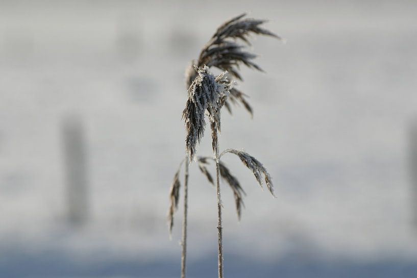  Einsam im Winter von EnWout