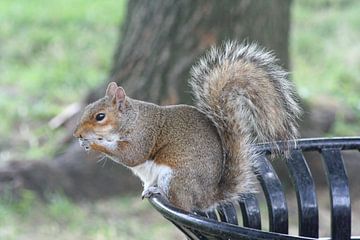 Eichhörnchen in Washington von Anouk Davidse