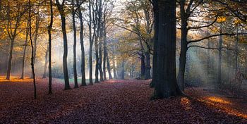 spectacle de rayons dans la forêt à heiloo