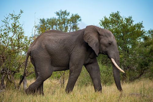 Jumbo in Kruger