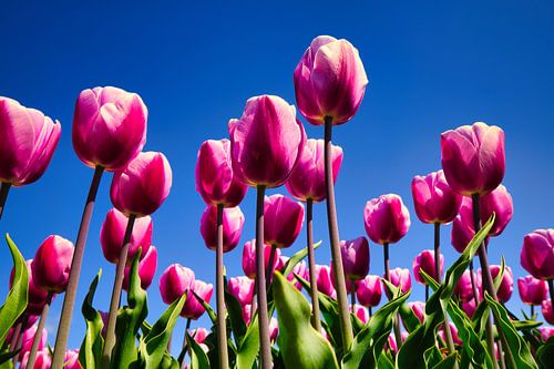 Tulips from Julianadorp