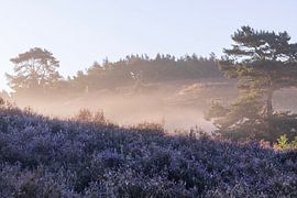 Violettes Heidekraut