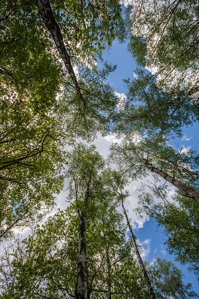 look up by Bart Liesenborgs