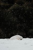 Robbenjunges | Helgoland | Deutschland | Tierfotografie