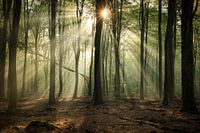 Magische Atmosphäre im Wald
