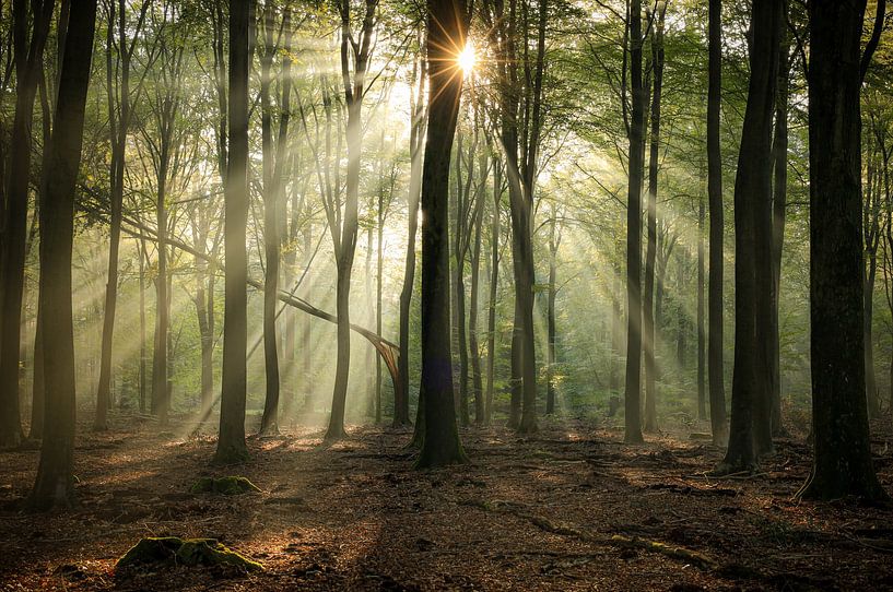 Magical atmosphere in the forest by Eefje John
