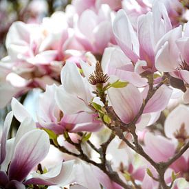 Rêve de magnolia sur Claudia Moeckel