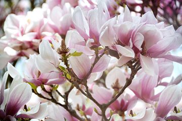 Rêve de magnolia sur Claudia Moeckel