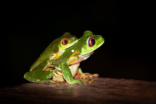 Holidays in Costa! Mating Red Eyed Treefrogs