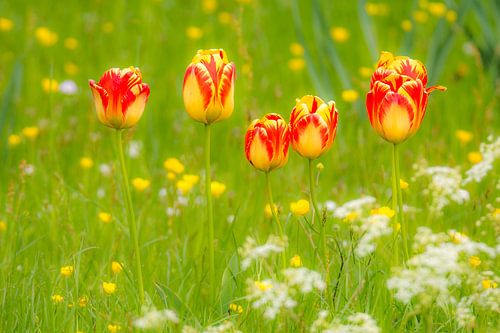 Fleurs de tulipes