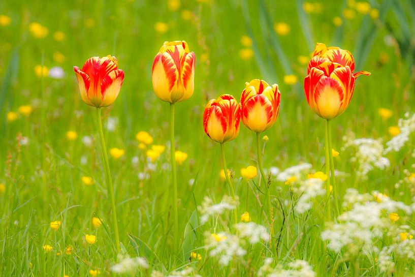 Tulips flowers by ManfredFotos