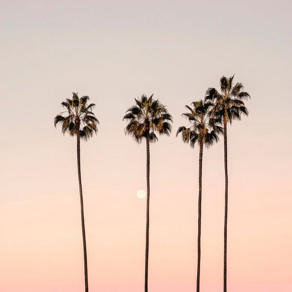 Palmboom in een zachte zonsondergang van Poster Art Shop