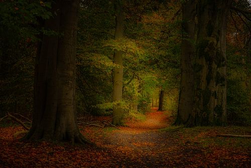 Autumn lettuce in the woods.