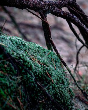 Green moss by Berdien Hulsdouw