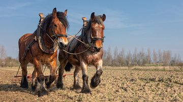 Trekpaarden voorjaarswerkzaamheden von Bram van Broekhoven