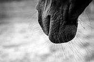 Nase des Pferdes von Lonneke Prins Miniaturansicht