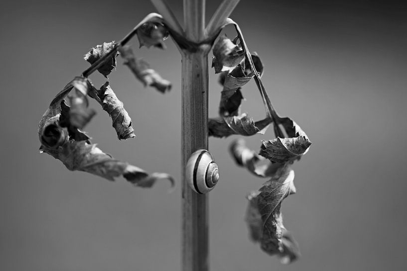 Ephemerality by Thomas Jäger