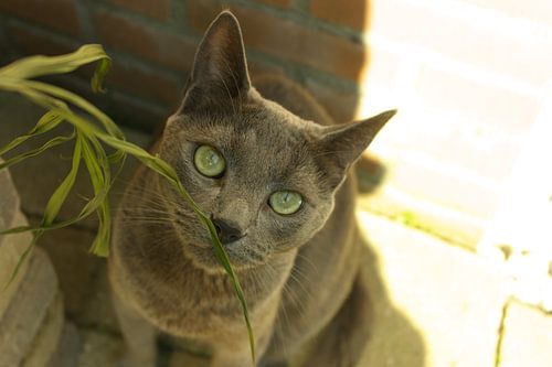 Bo Cat Russian Blue