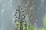 Hyazinthe auf Fensterbank im Regen van Thomas Wagner thumbnail