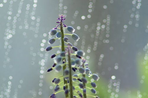 Hyazinthe auf Fensterbank im Regen