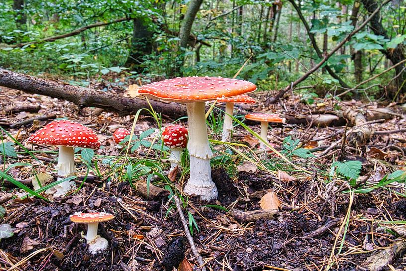 Delicate witrode paddenstoel, op de bosbodem. van Martin Köbsch