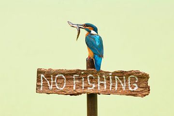 Kingfisher with fish on plate 'no fishing'.