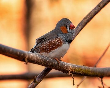 Vogel von Bild.Konserve