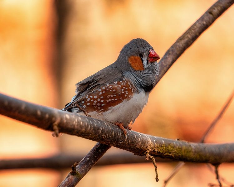 Bird by Bild.Konserve
