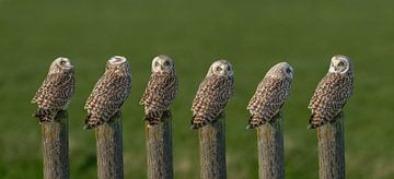 Short-eared owl looks around carefully by Hans Hut