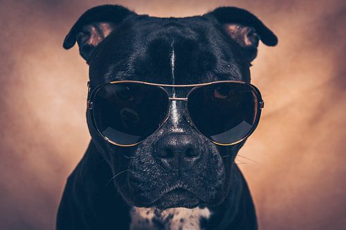 American stafford Jaydi