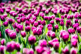 Roze tulpen in een bollenveld