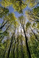 Hohe Bäume in der Sonne