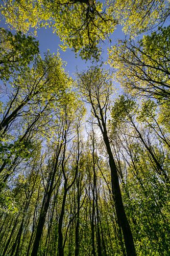 Hoge bomen in de zon