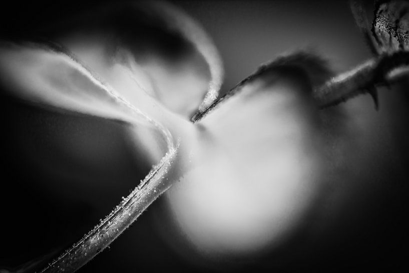 Rose petal in fairytale light black and white by Nicc Koch