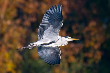 Graureiher im Herbst von Karin Jähne
