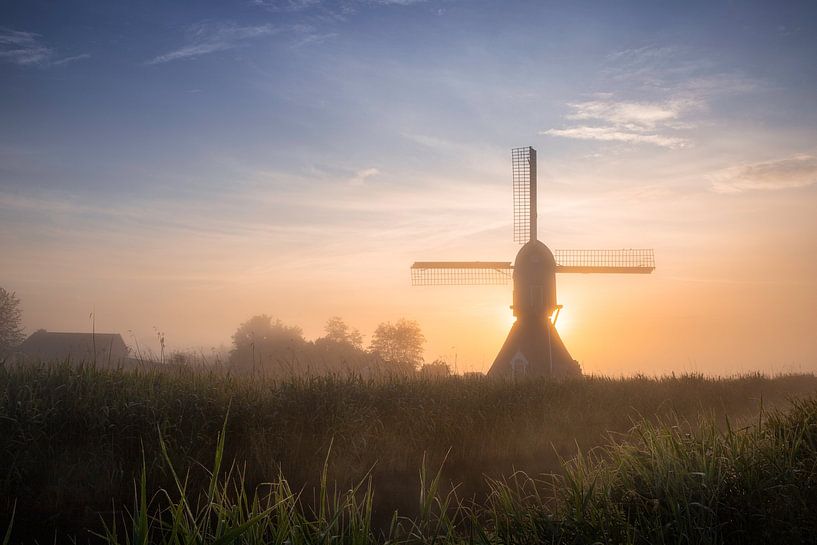 backlight van Roelie Steinmann