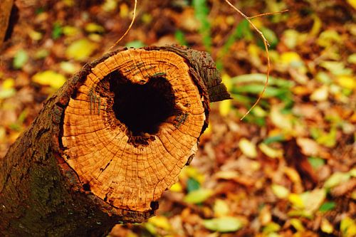 Hart in boomstam, de natuur doet zijn werk