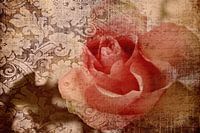 Bella Rosa