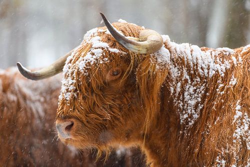 Portret van een Schotse hooglander koe in de sneeuw