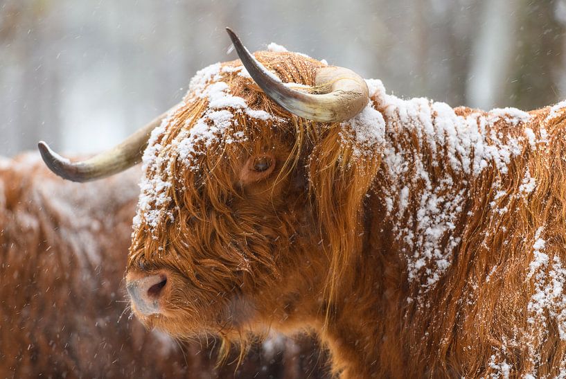 Portret van een Schotse hooglander koe in de sneeuw van Sjoerd van der Wal Fotografie