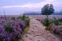 Heath with morning fog