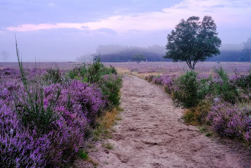 Heath with morning fog by Boudewijn Vermeulen