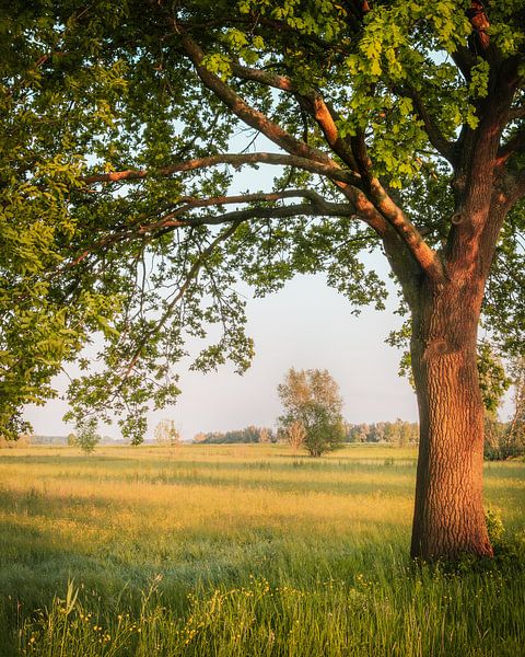 Arbre de printemps près de la rivière IJssel à Hattem par Marcel van Oene