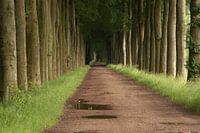 Laan met bomen