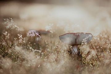 Champignons sur Melanie Schat