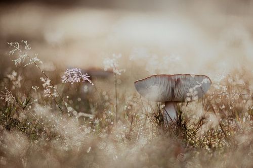 Mushroom by Melanie Schat