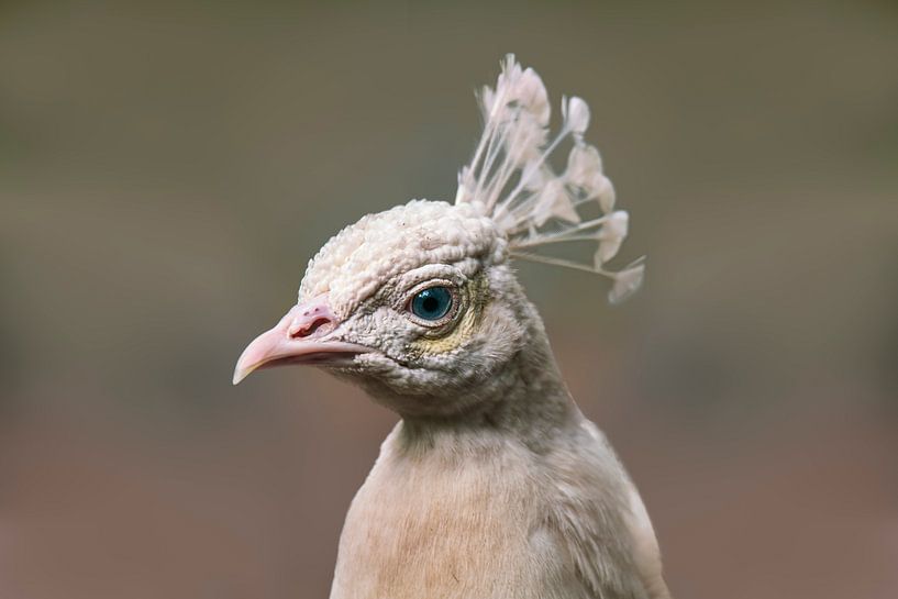 Kopf Porträt von einem weißen Pfau (Pavo cristatus mut. alba) mit Krone von Mario Plechaty Photography